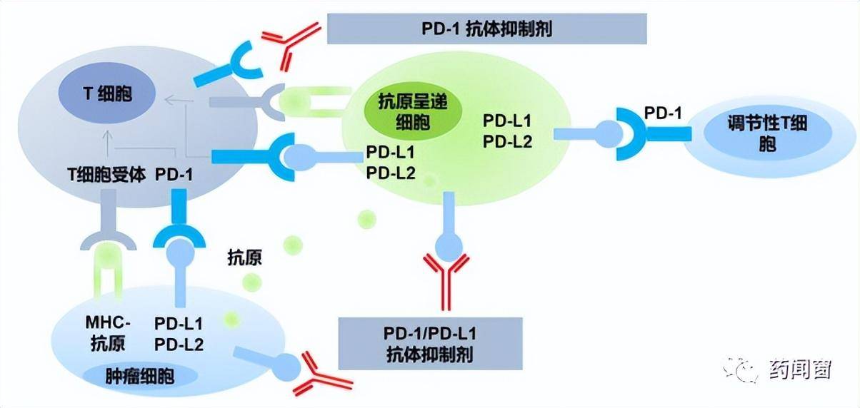 PP电子官方网PD-1PD-L1按捺剂是肿瘤范畴绕不开的疆场(图1)